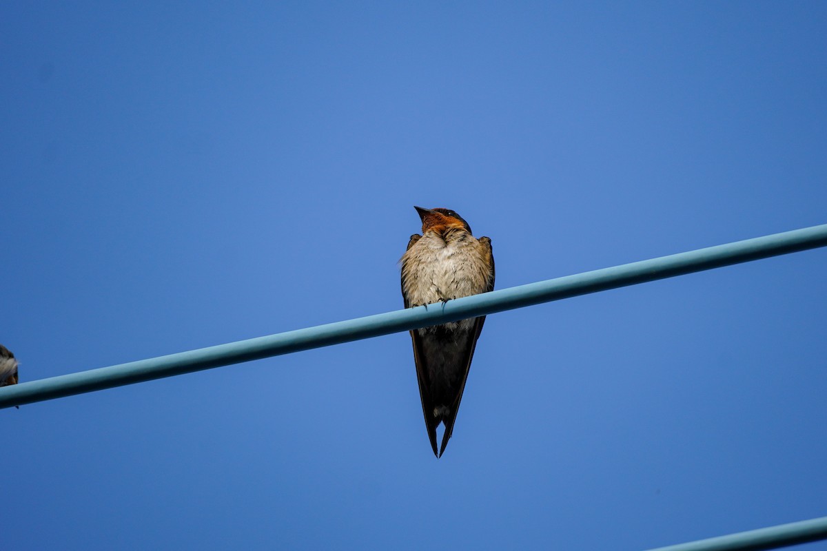 Pacific Swallow - Shih-Chun Huang