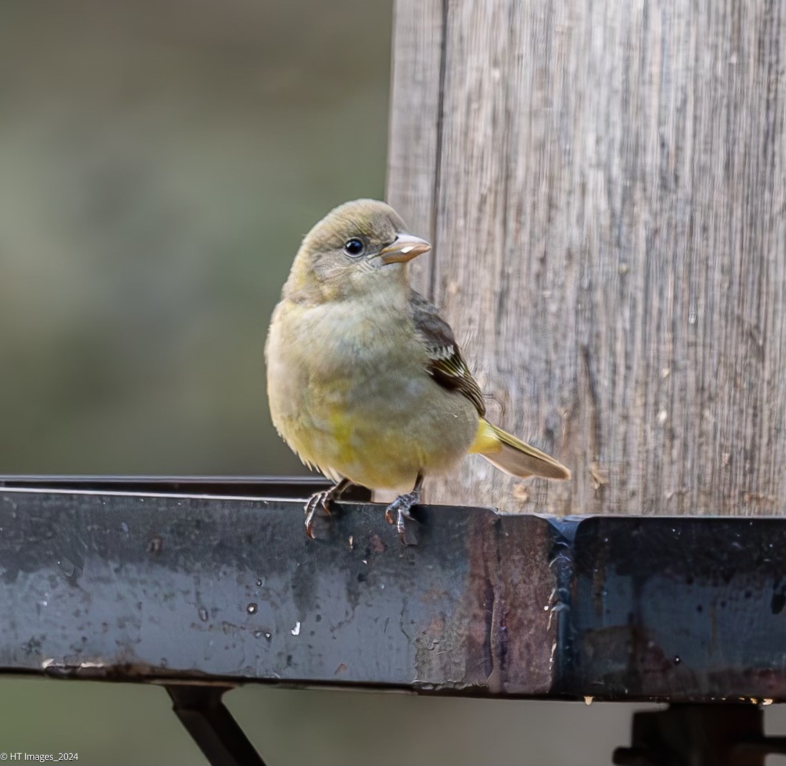 Western Tanager - Katherine Corkery