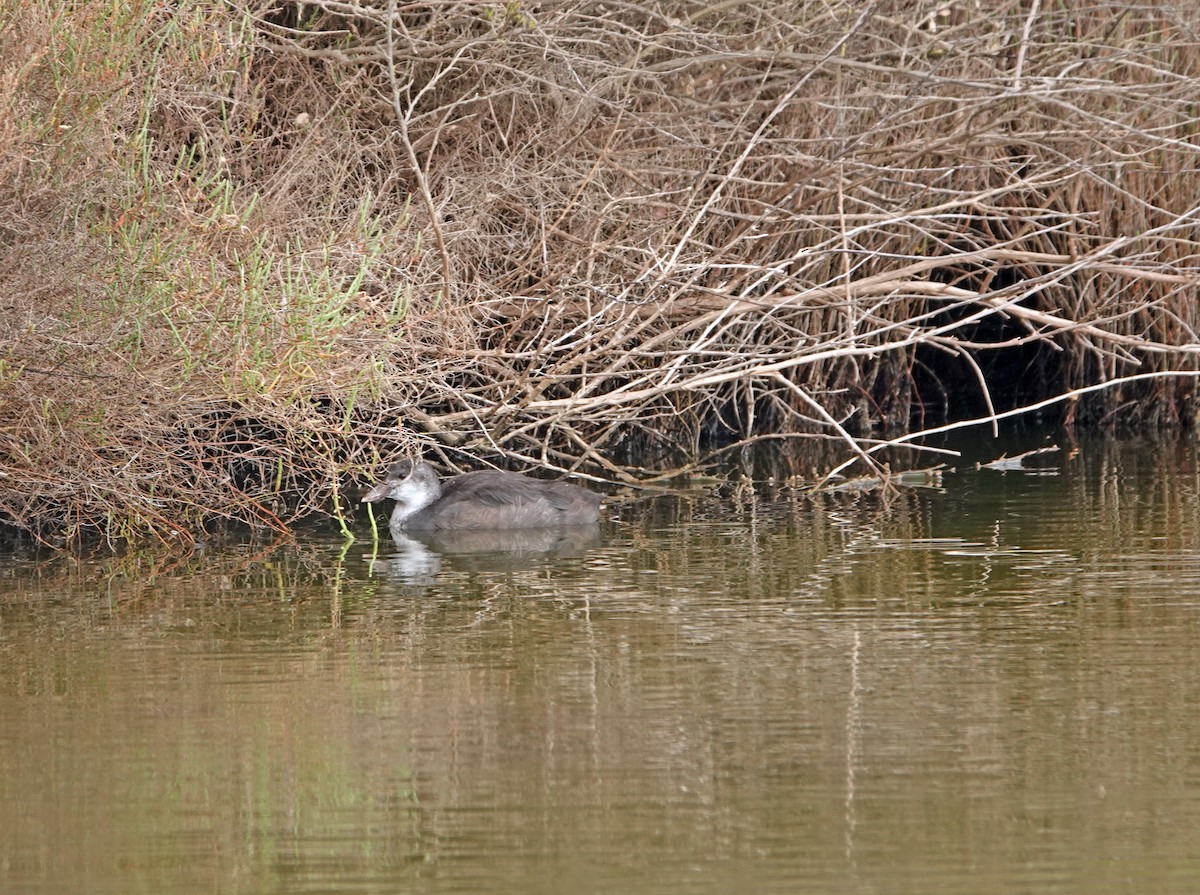 Eurasian Coot - Diane Drobka