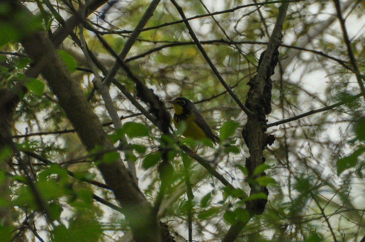 Canada Warbler - Sam Collins