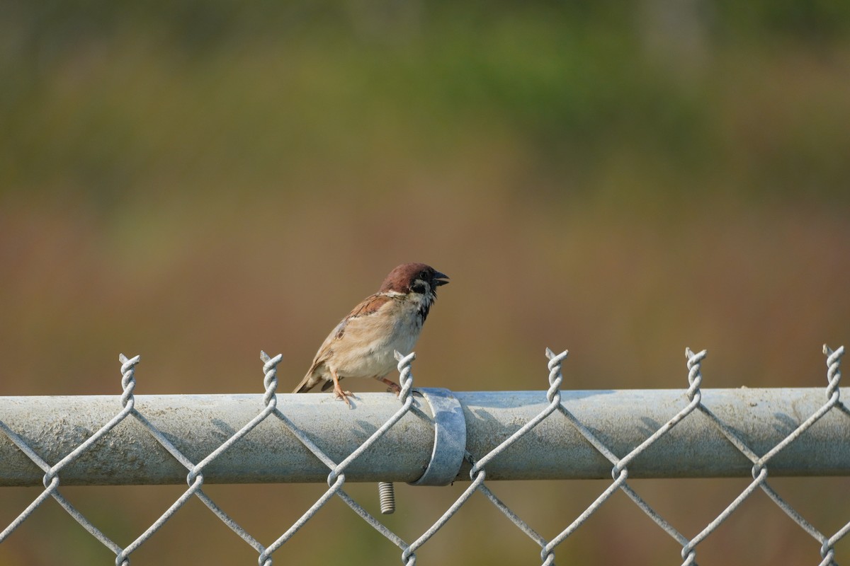 Eurasian Tree Sparrow - Shih-Chun Huang