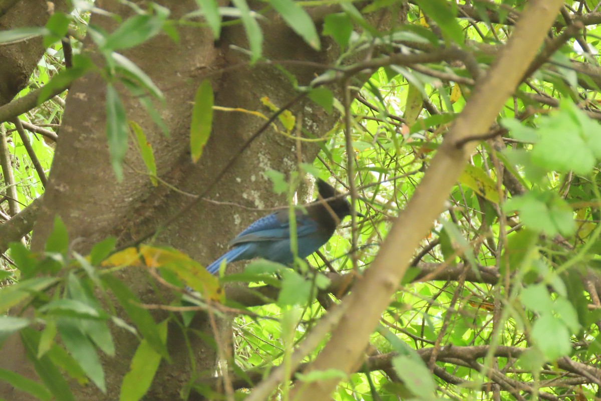 Steller's Jay - Carla Parkinson