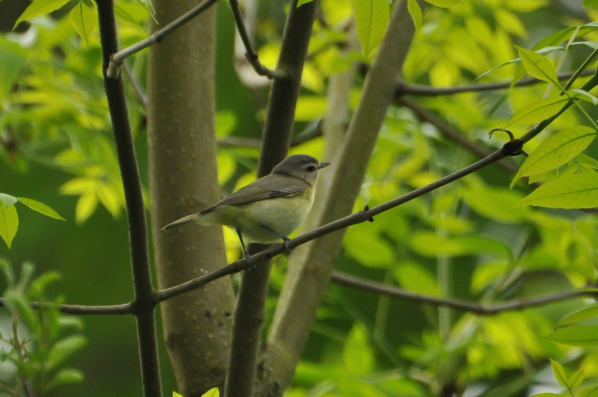 Philadelphia Vireo - Sam Collins