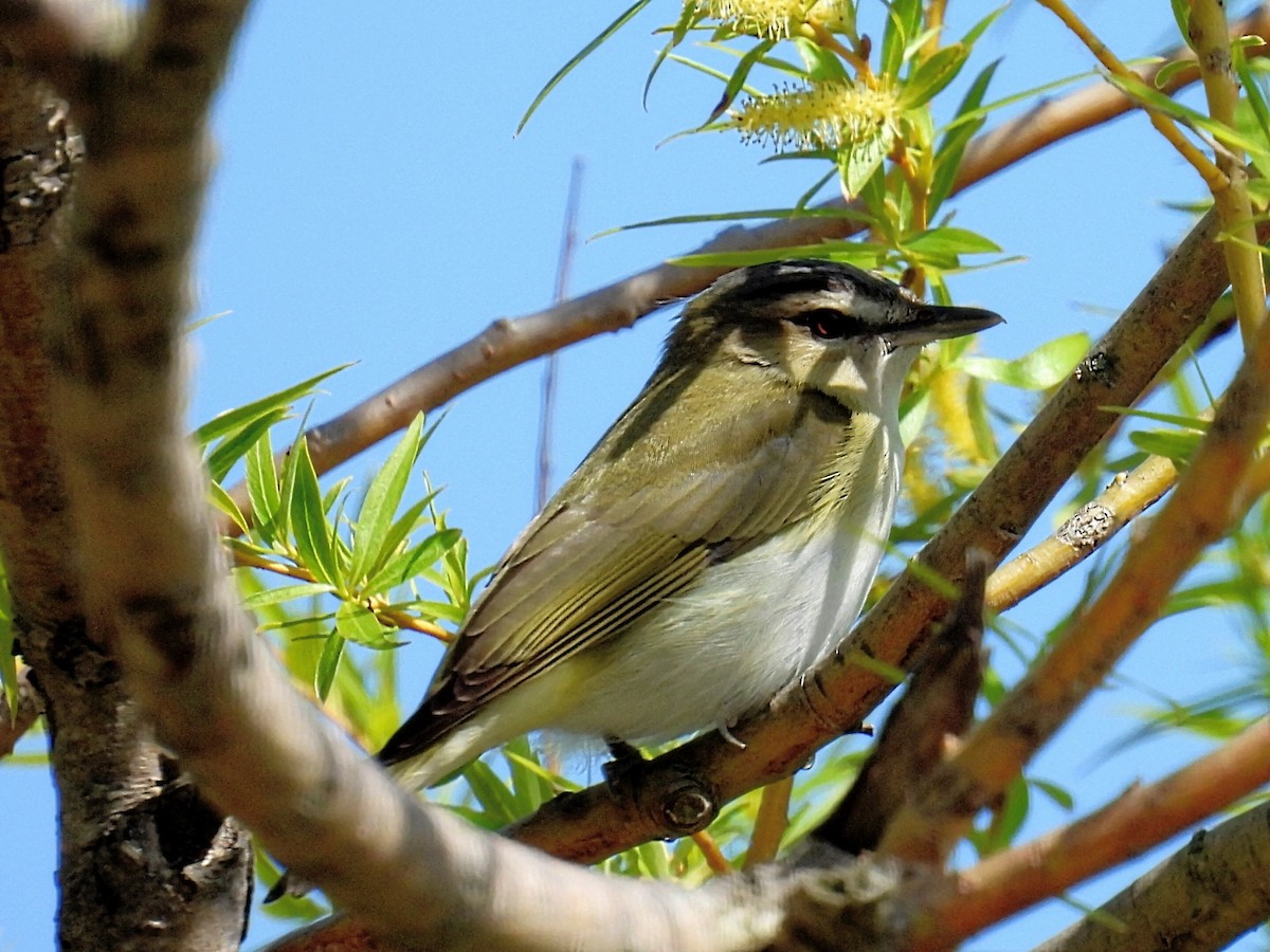 Red-eyed Vireo - ML619262778