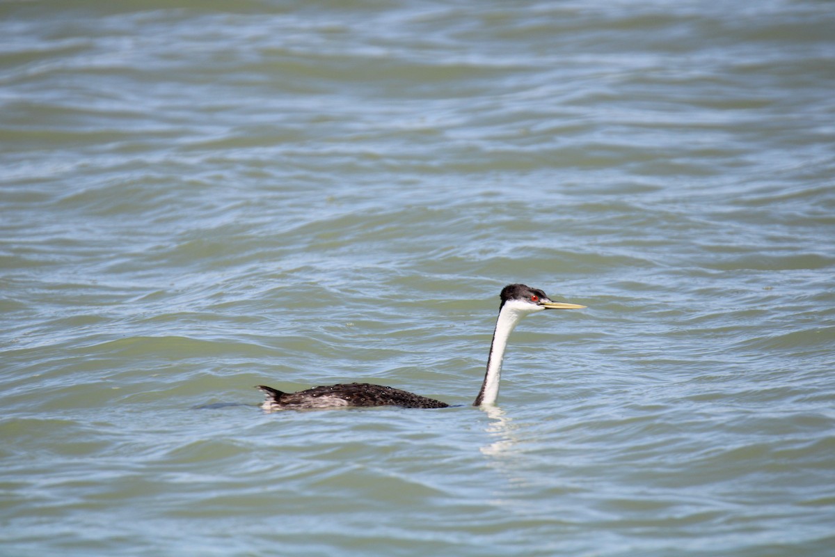 Western Grebe - ML619262784