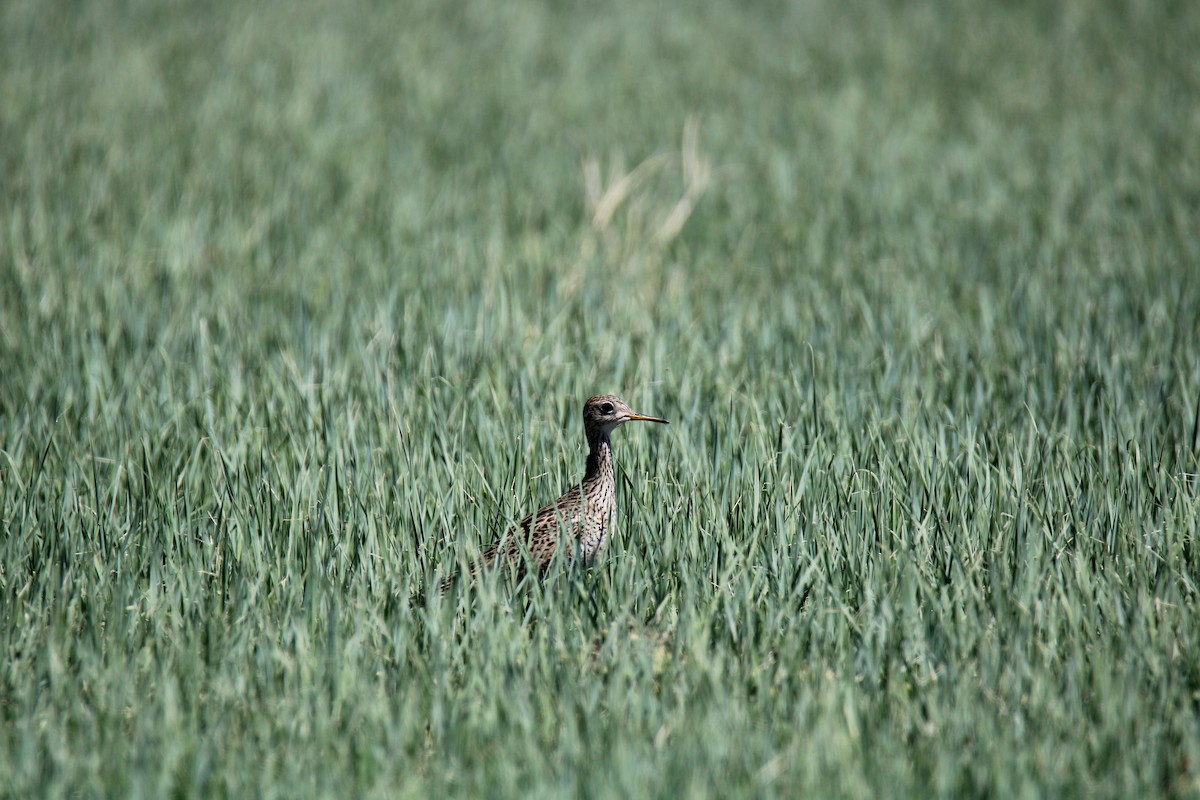 Upland Sandpiper - ML619262786