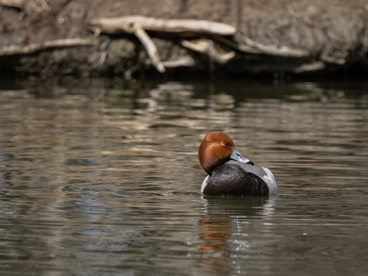 Redhead - Colin Koerselman