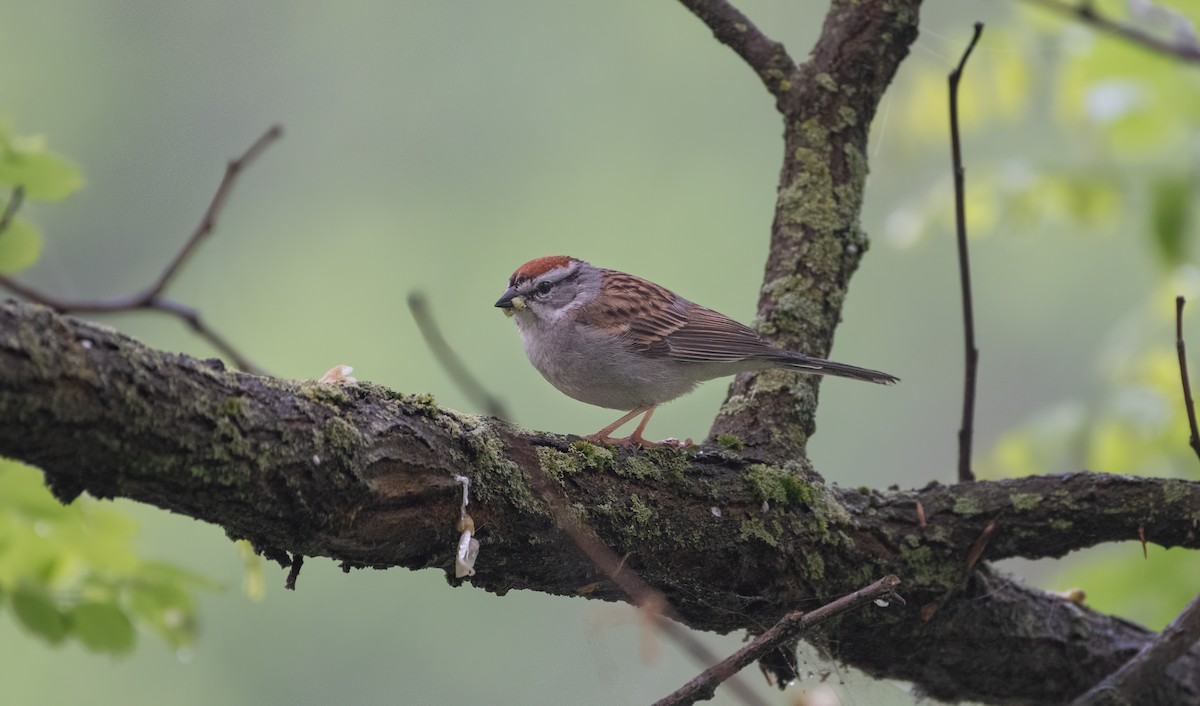 Chipping Sparrow - Mike Good