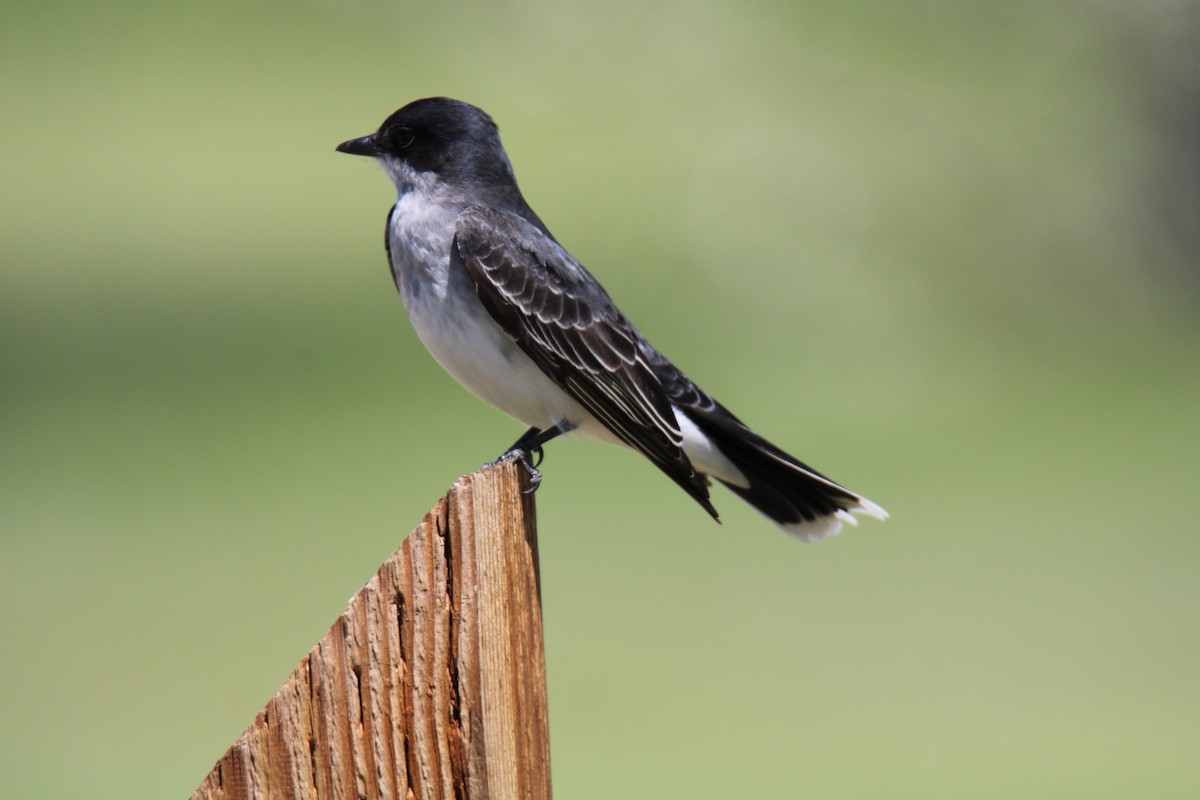 Eastern Kingbird - ML619262796