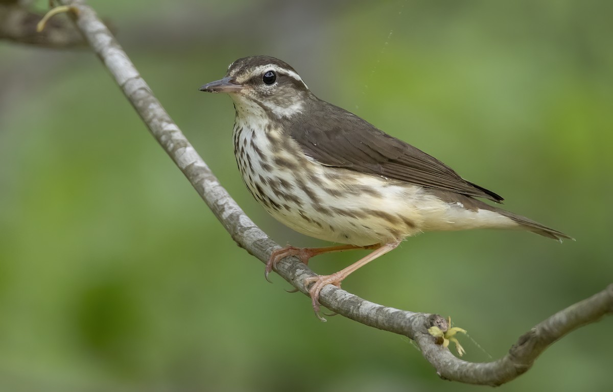 Louisiana Waterthrush - Iris Kilpatrick