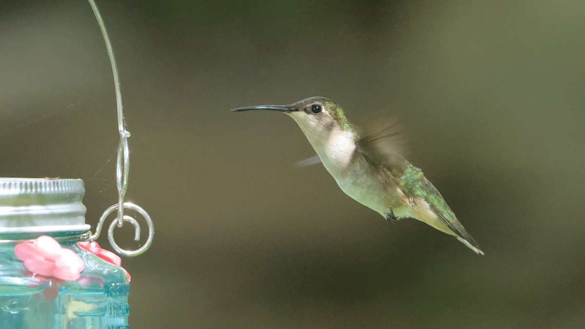 Ruby-throated Hummingbird - Robert Howard