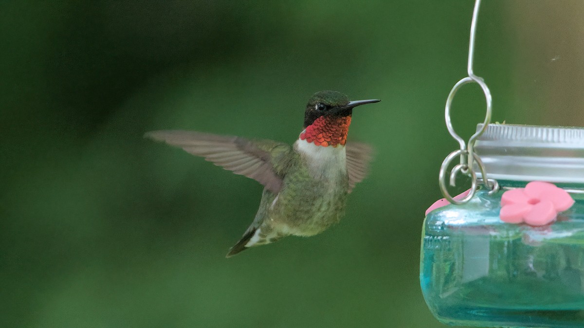 Ruby-throated Hummingbird - ML619262809