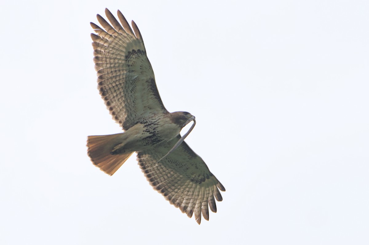 Red-tailed Hawk - Robert Howard