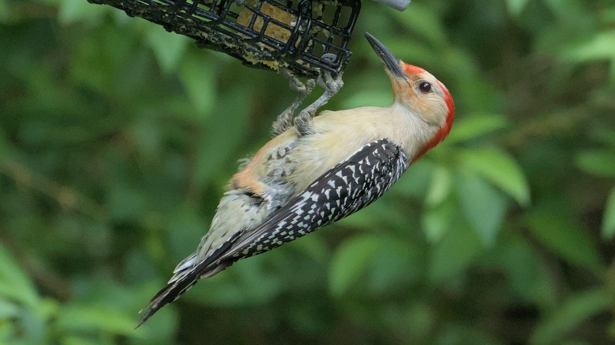 Red-bellied Woodpecker - Robert Howard