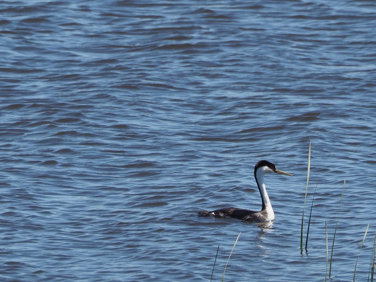 Western Grebe - John Hiebert