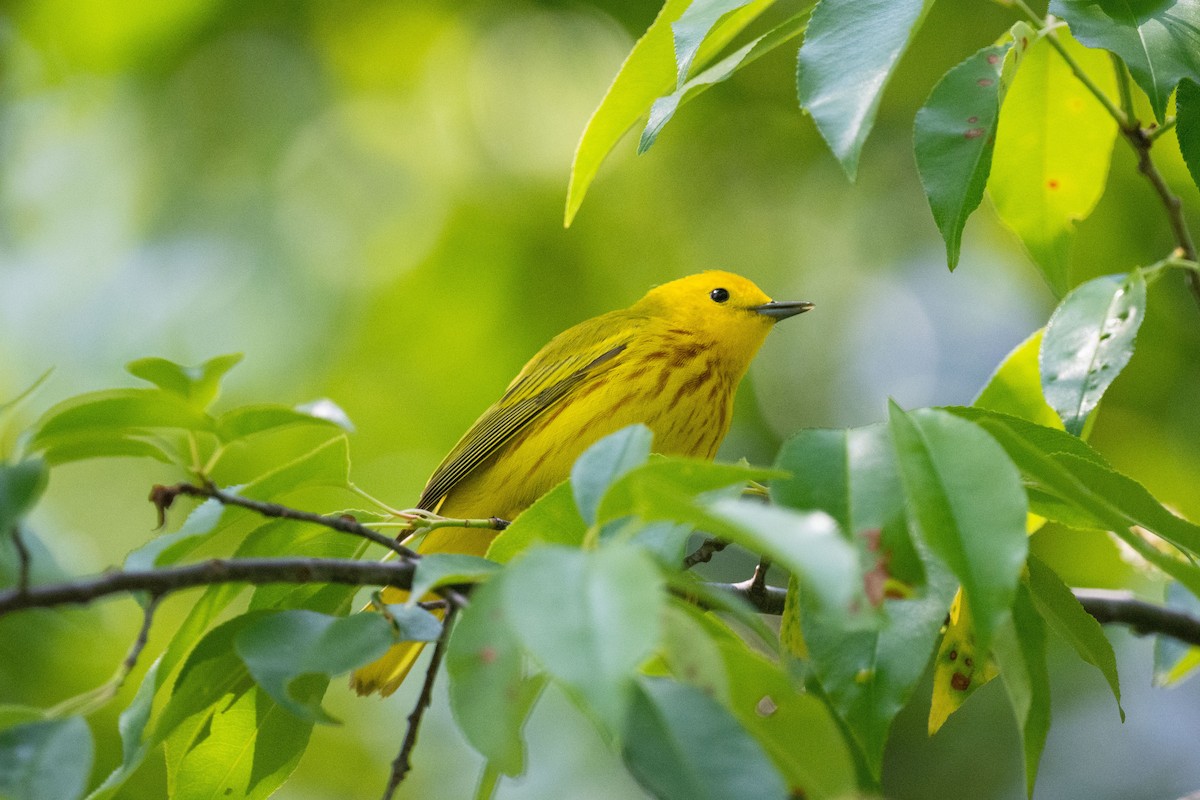 Yellow Warbler - Keith Bowers