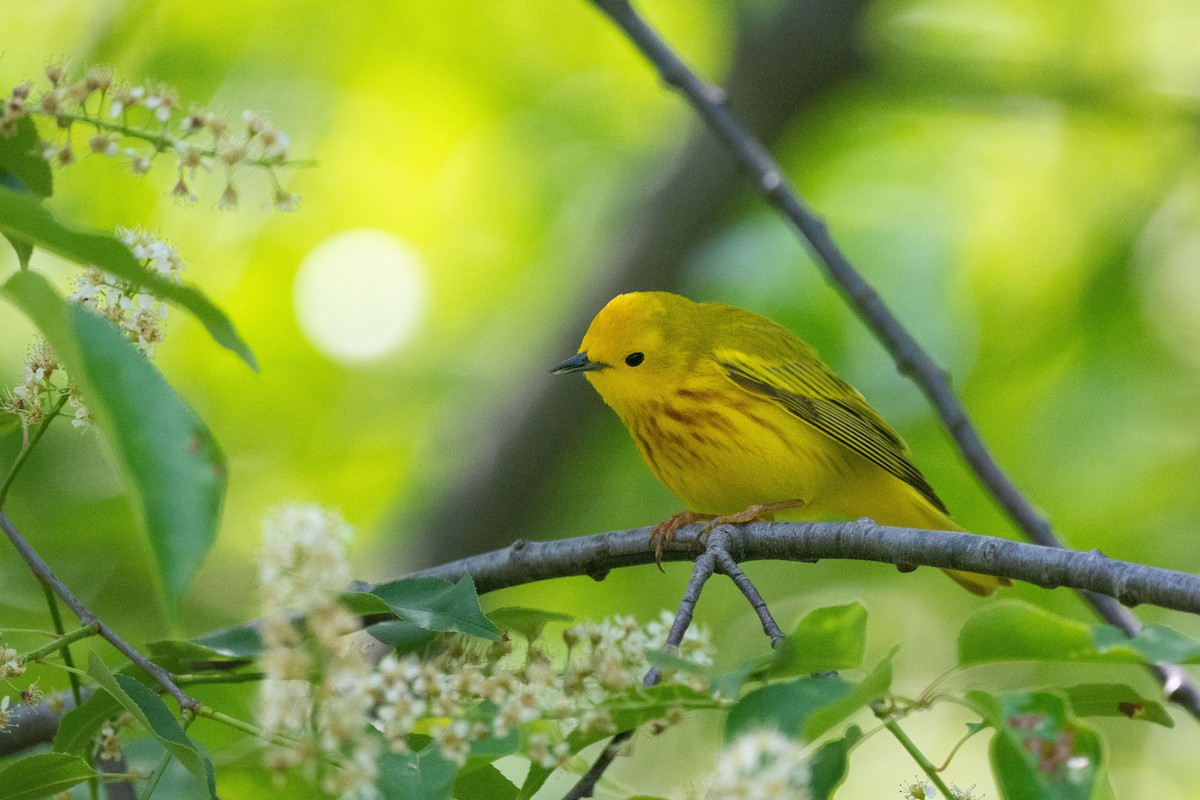 Yellow Warbler - Keith Bowers