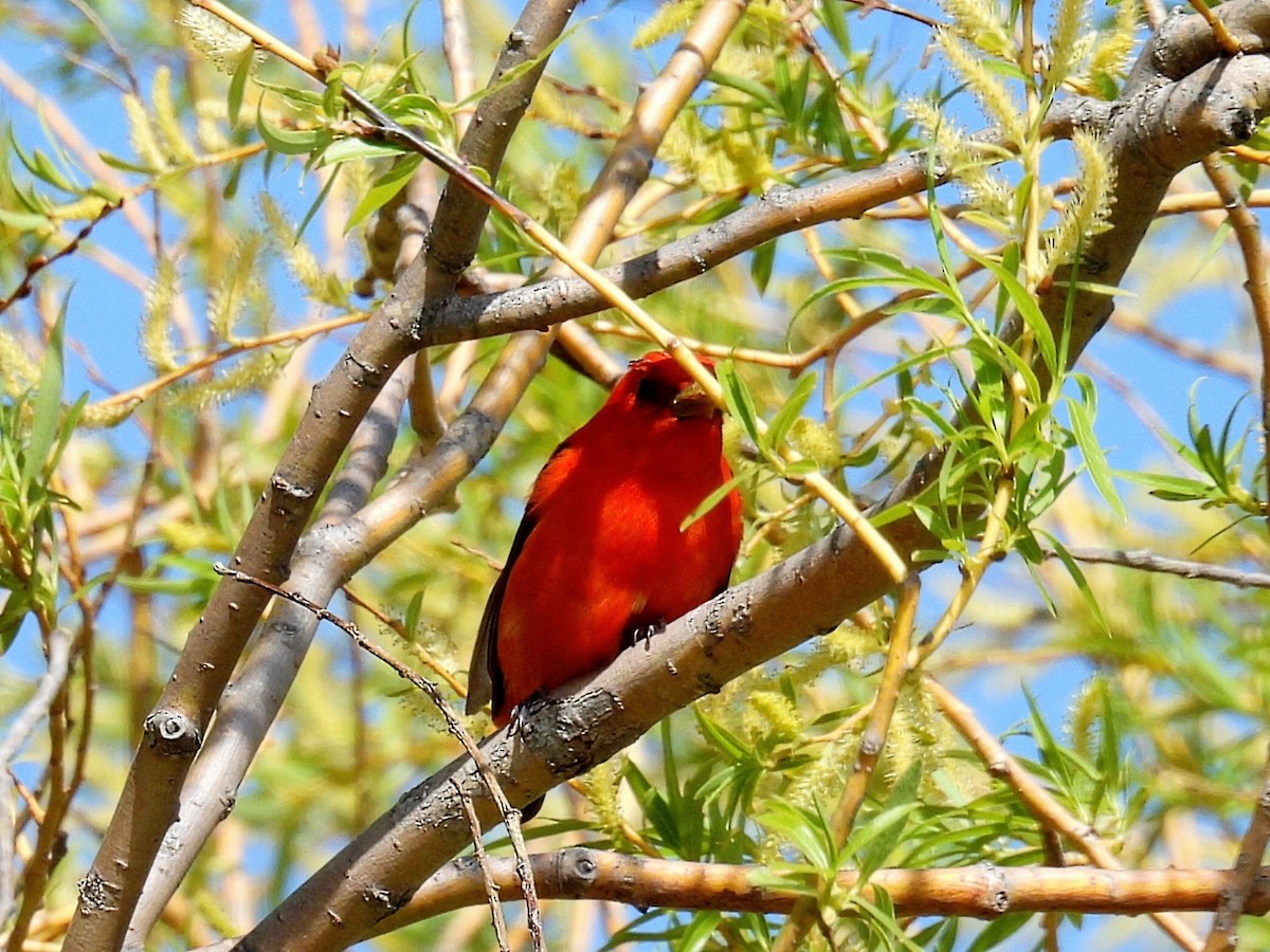 Scarlet Tanager - ML619262869