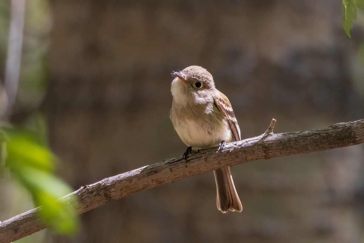 Least Flycatcher - Bob Bowhay