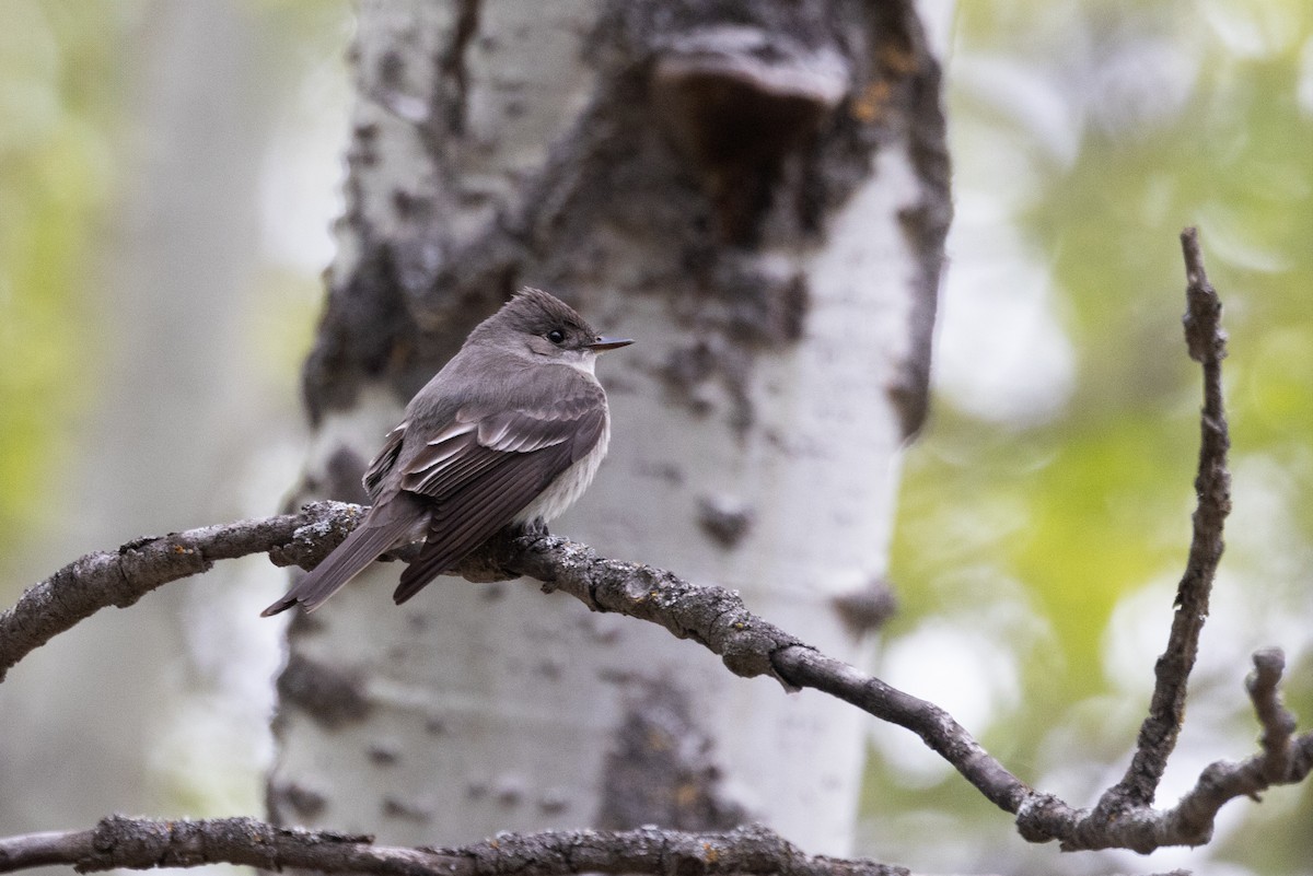 Western Wood-Pewee - Bob Bowhay