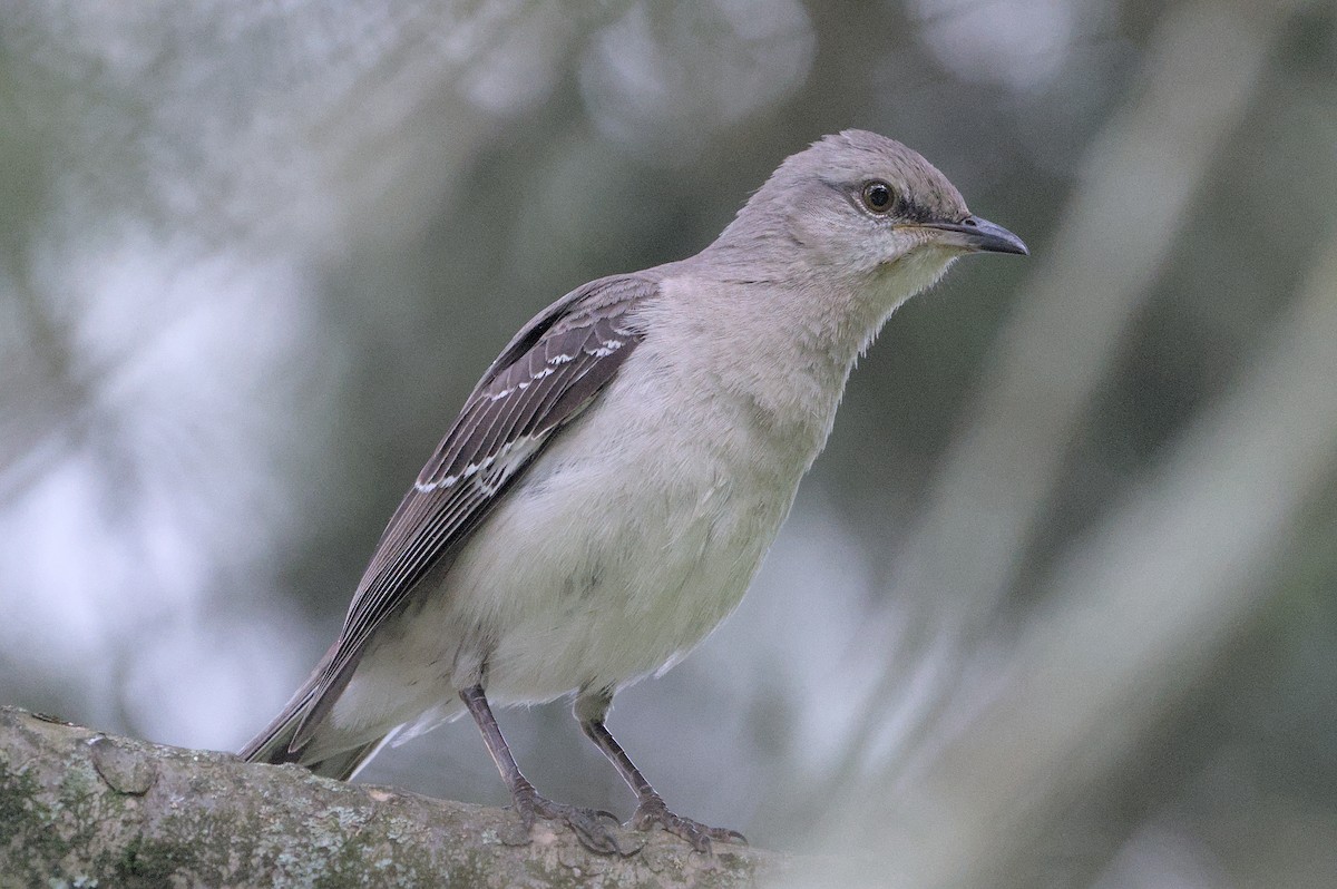 Northern Mockingbird - Robert Howard