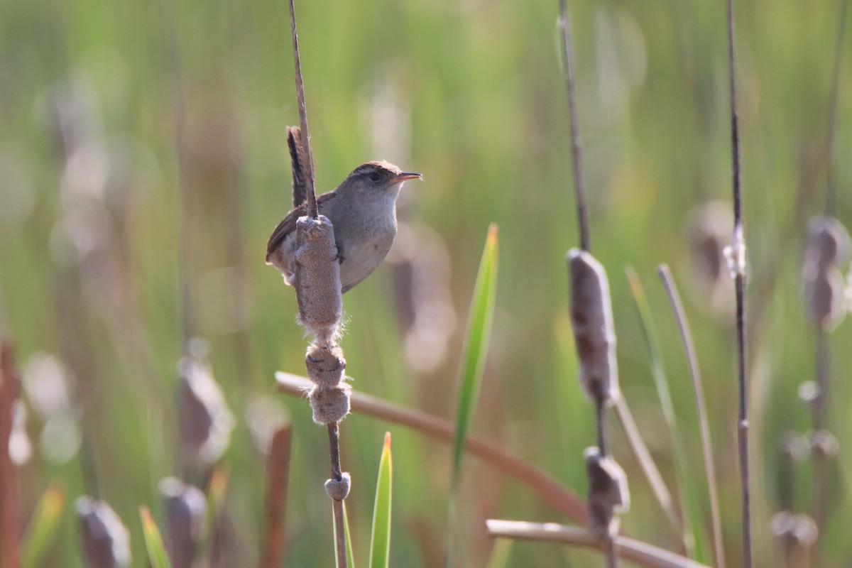 Marsh Wren - ML619262892