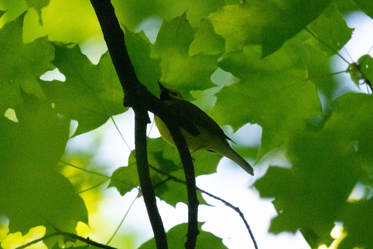 Hooded Warbler - Keith Bowers