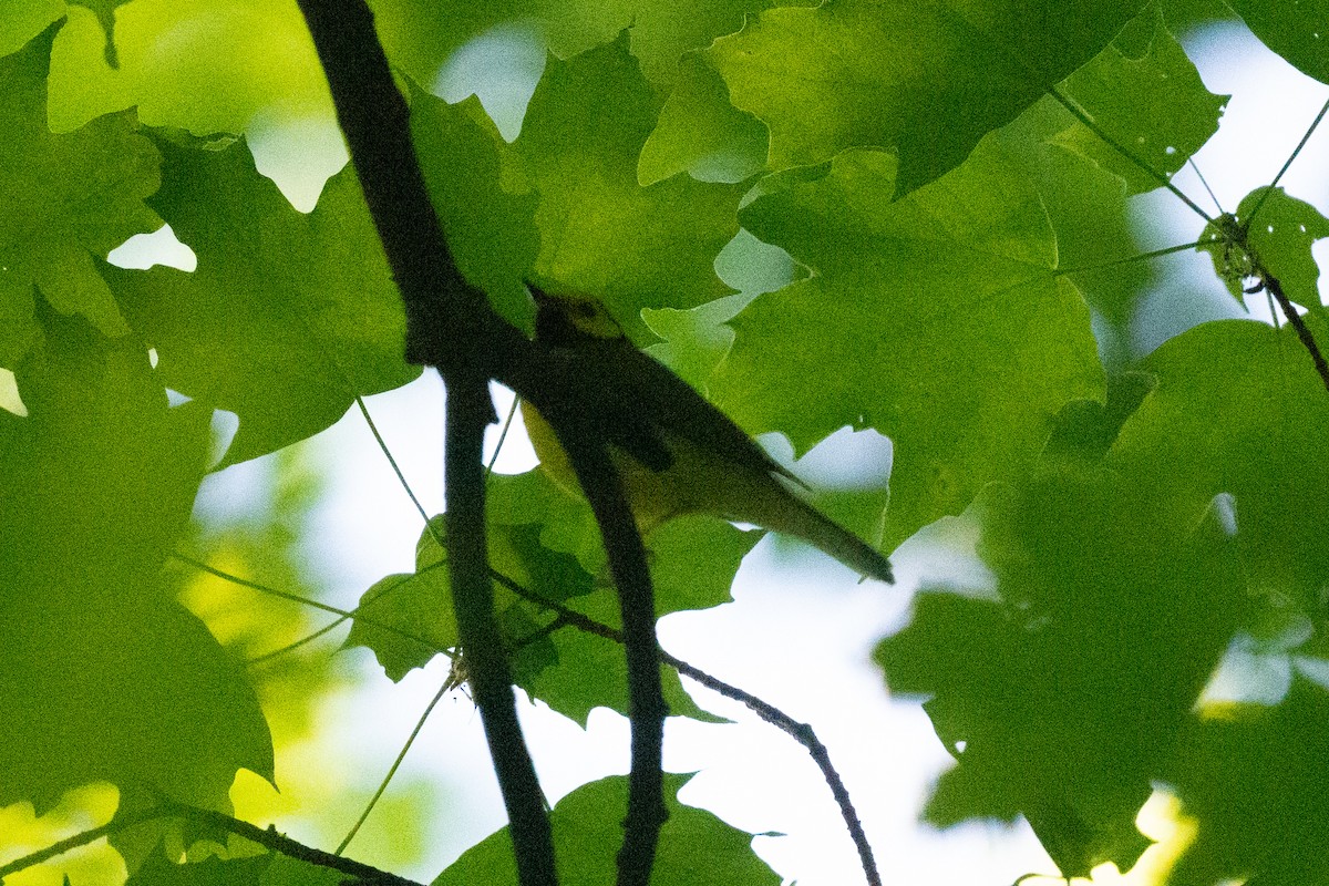 Hooded Warbler - Keith Bowers