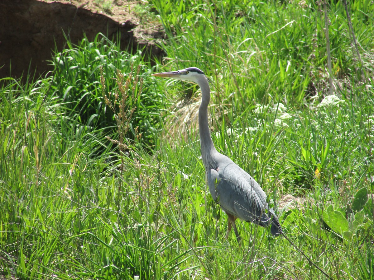 Great Blue Heron - Felice  Lyons