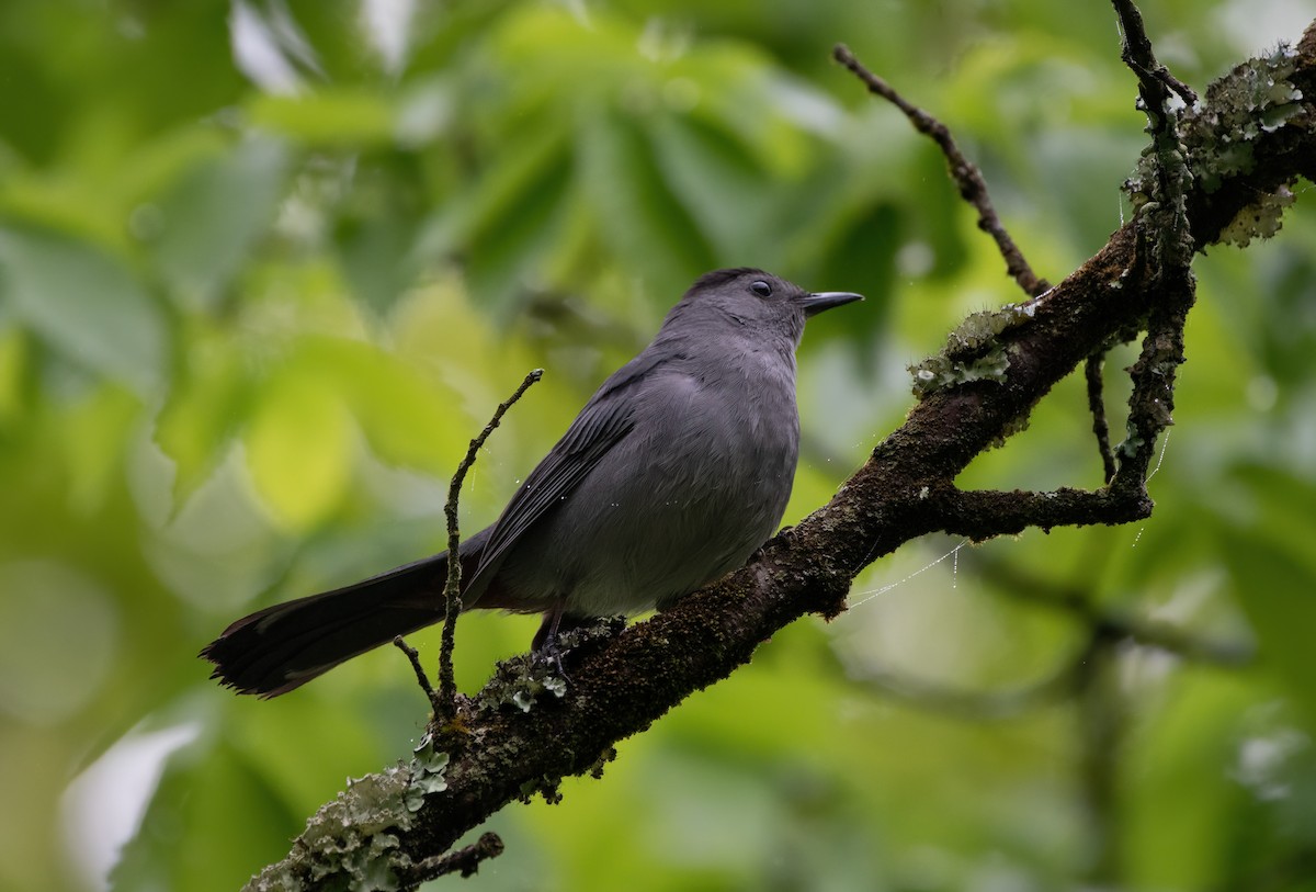 Gray Catbird - Mike Good