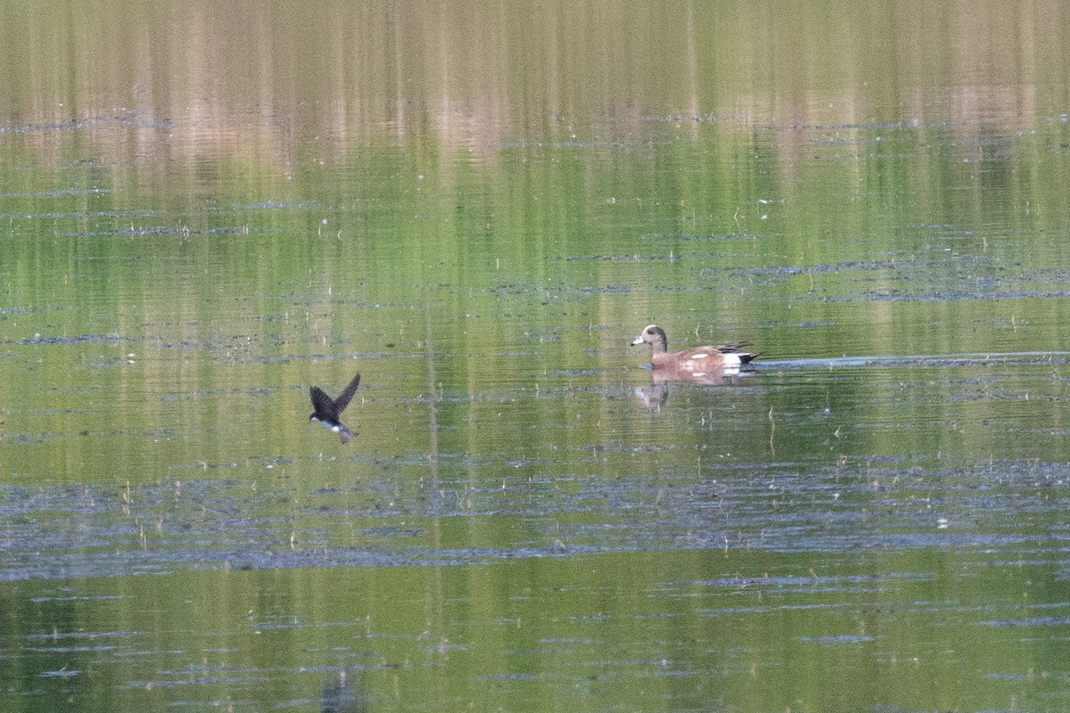 American Wigeon - Keith Bowers