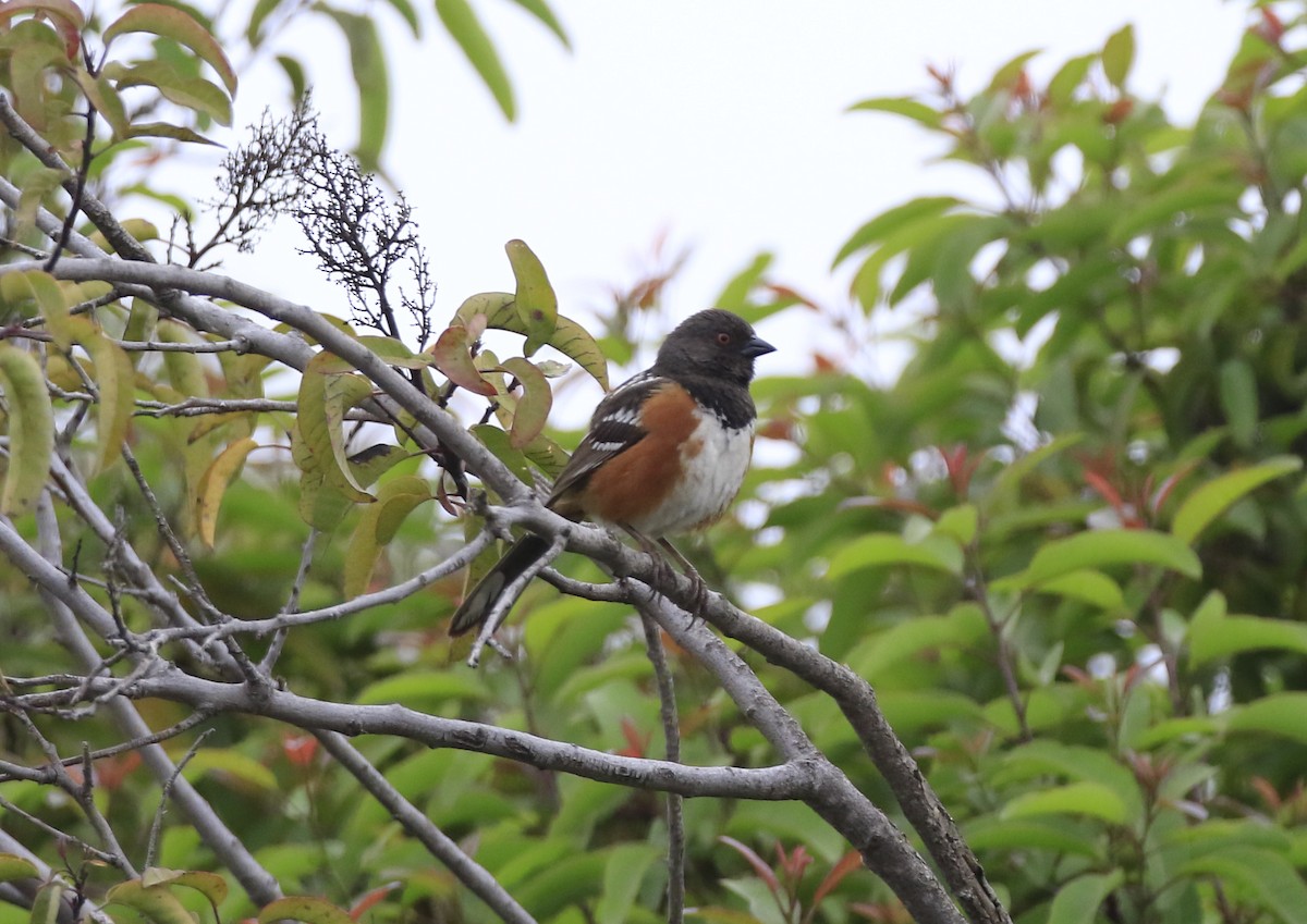 Spotted Towhee - Trish Gussler