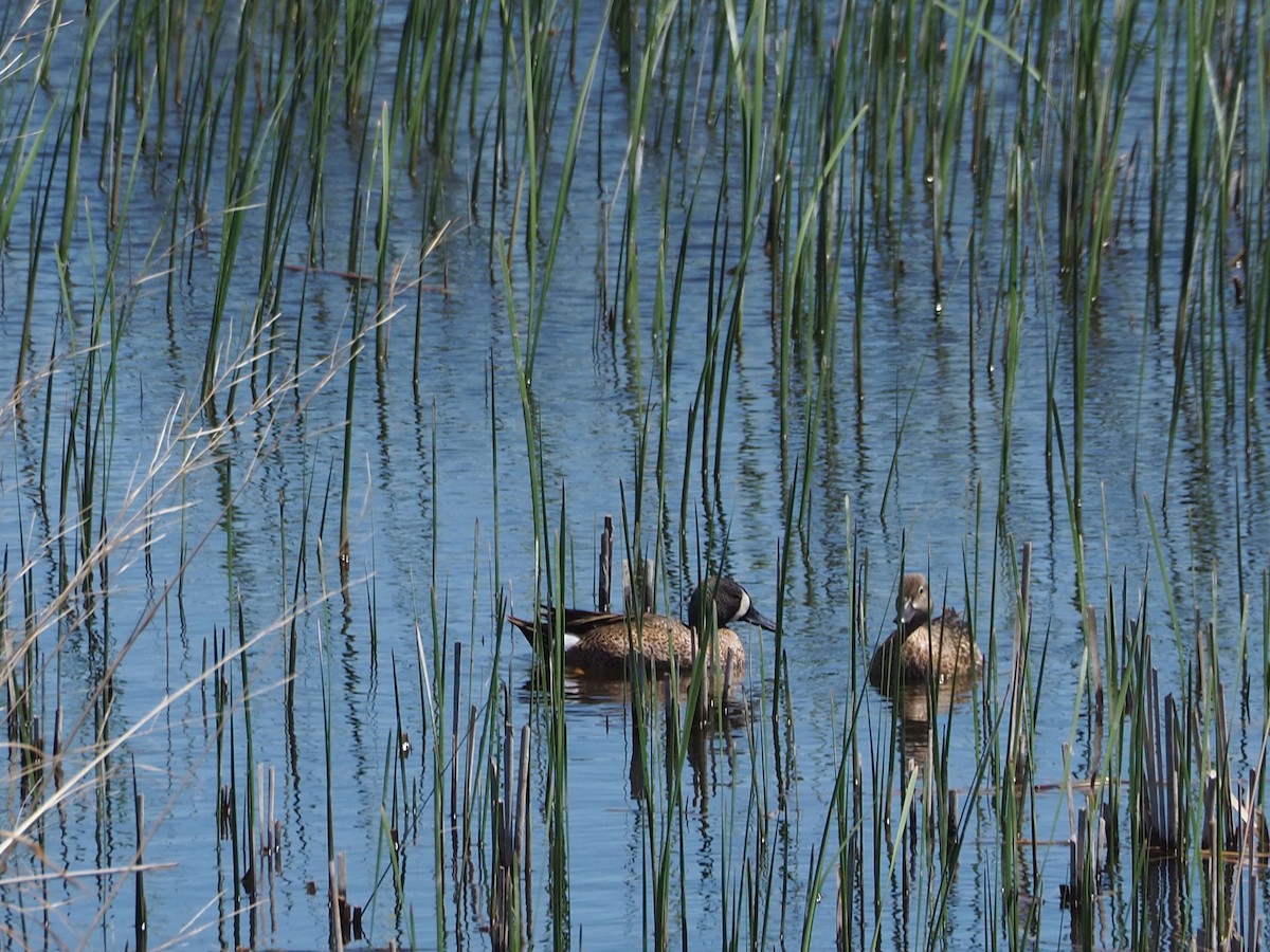 Blue-winged Teal - John Hiebert