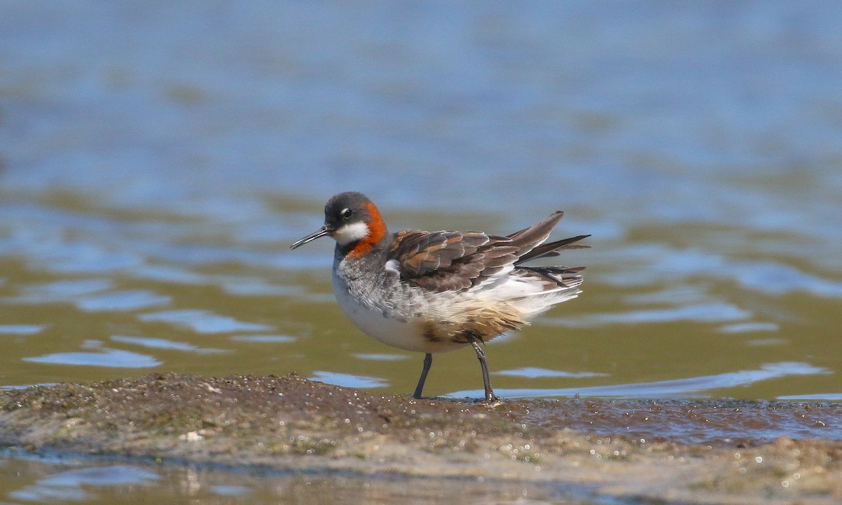 Red-necked Phalarope - Lucas Corneliussen