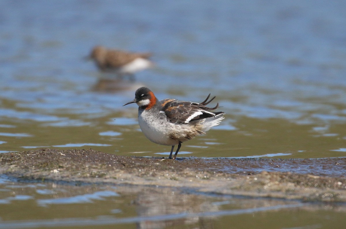 Red-necked Phalarope - Lucas Corneliussen