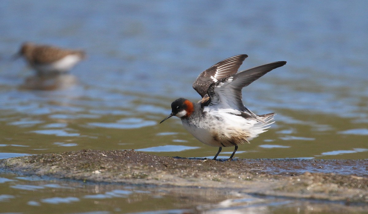 Red-necked Phalarope - Lucas Corneliussen