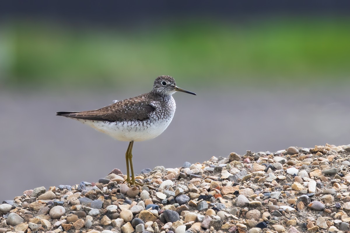 Solitary Sandpiper - Bob Bowhay