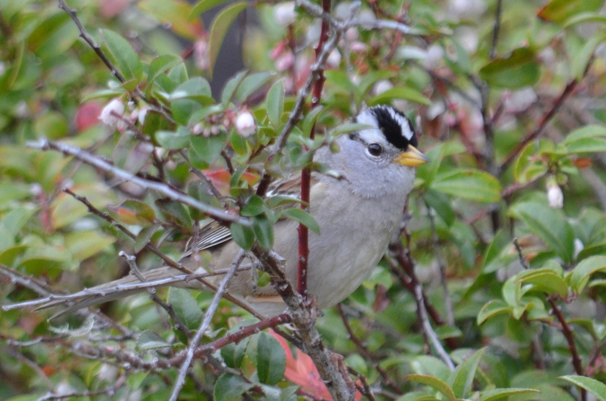 White-crowned Sparrow - ML619262967