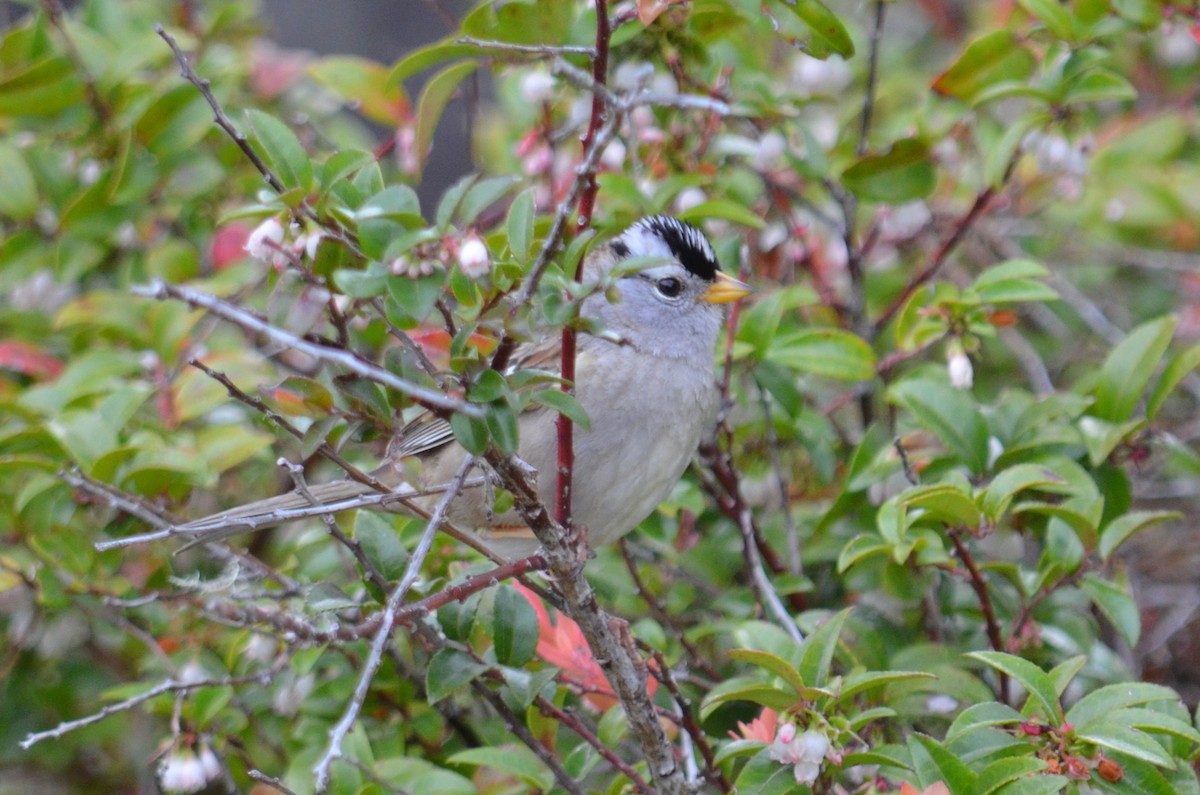 White-crowned Sparrow - ML619262968