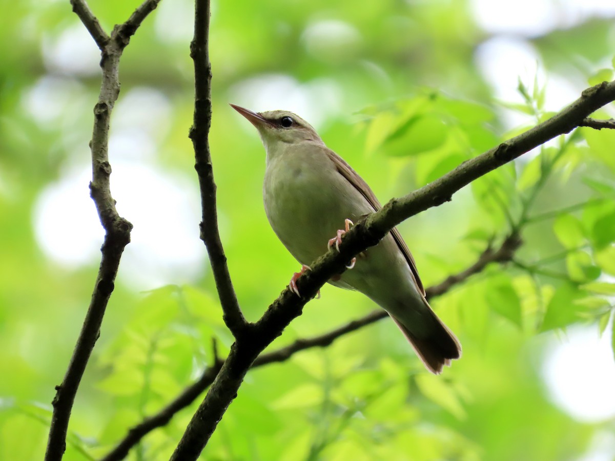 Swainson's Warbler - ML619262971