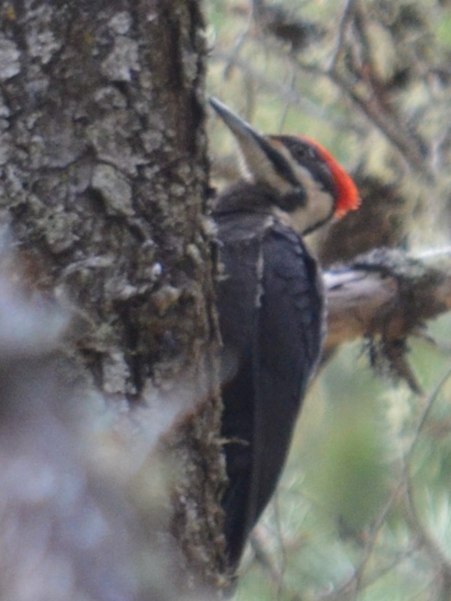Pileated Woodpecker - Lary Brown
