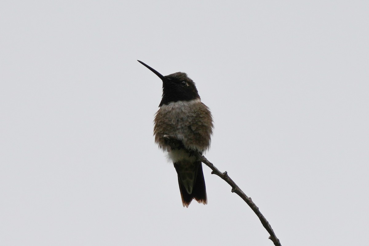 Black-chinned Hummingbird - Tom Cassaro