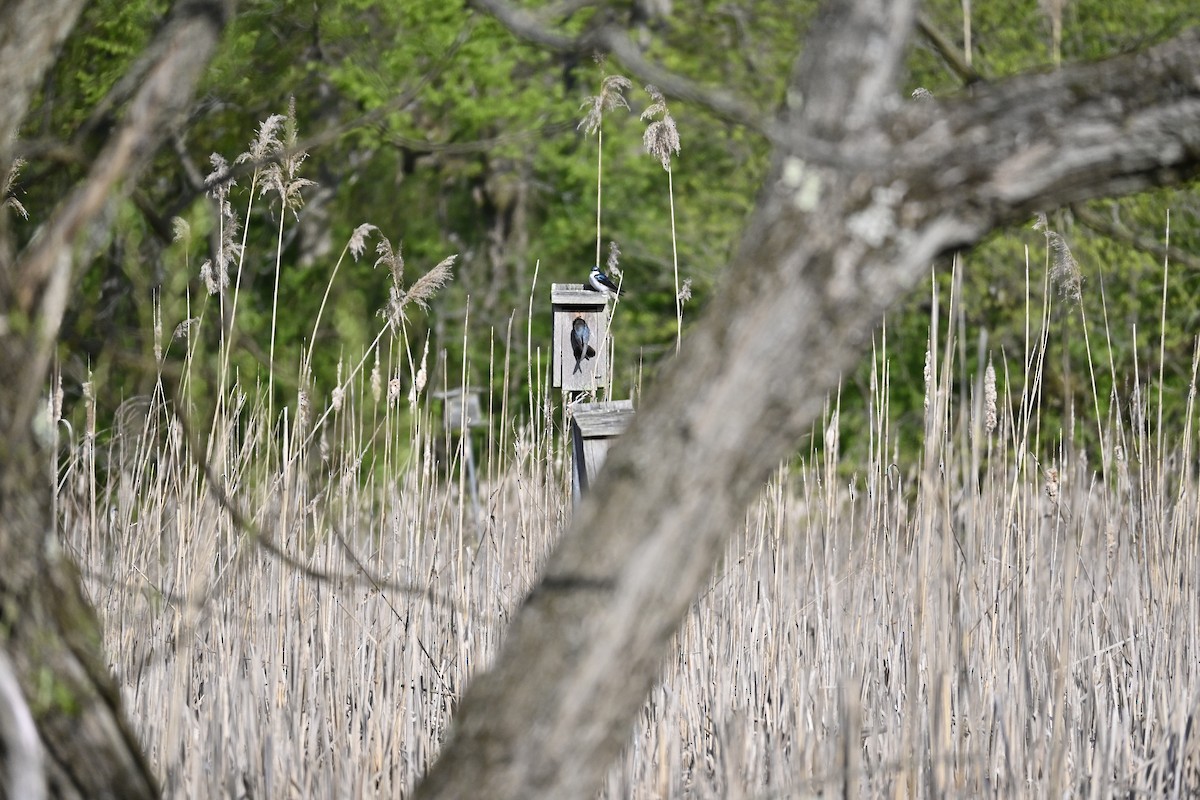 Tree Swallow - ML619262980