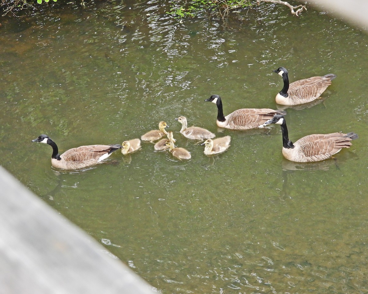 Canada Goose - Aubrey Merrill