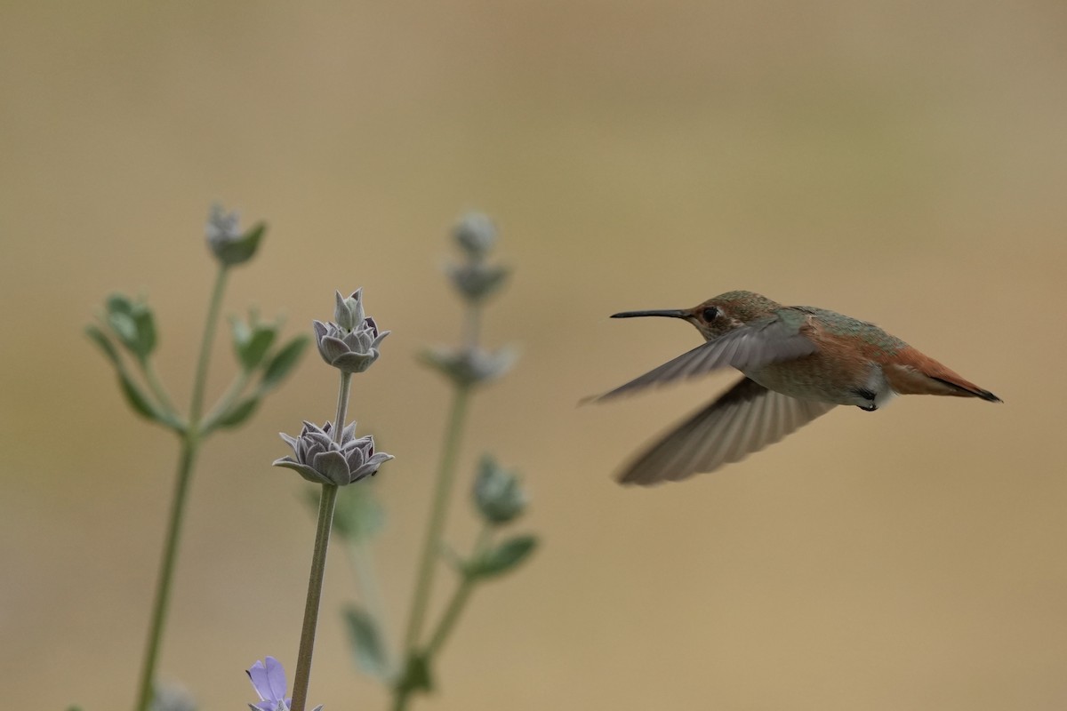 Allen's Hummingbird - Tom Cassaro