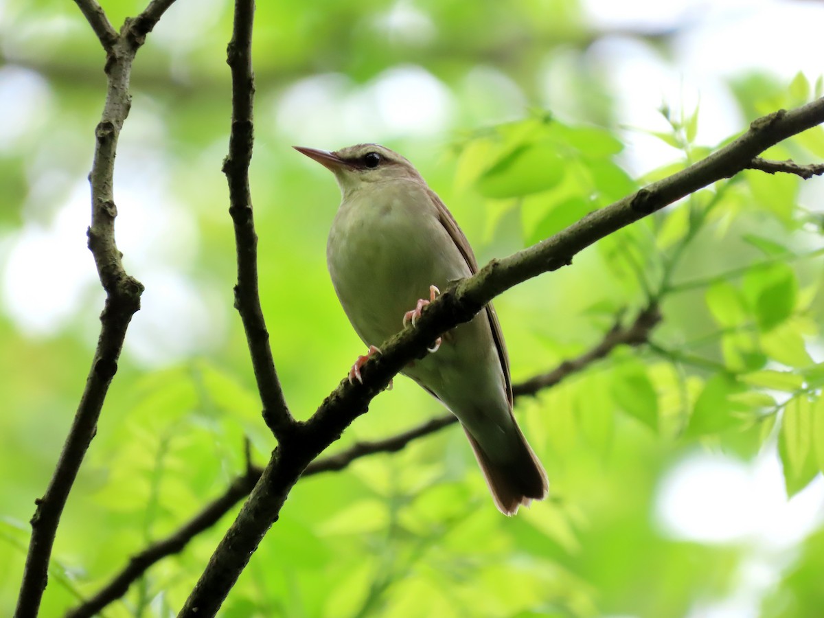 Swainson's Warbler - ML619263007