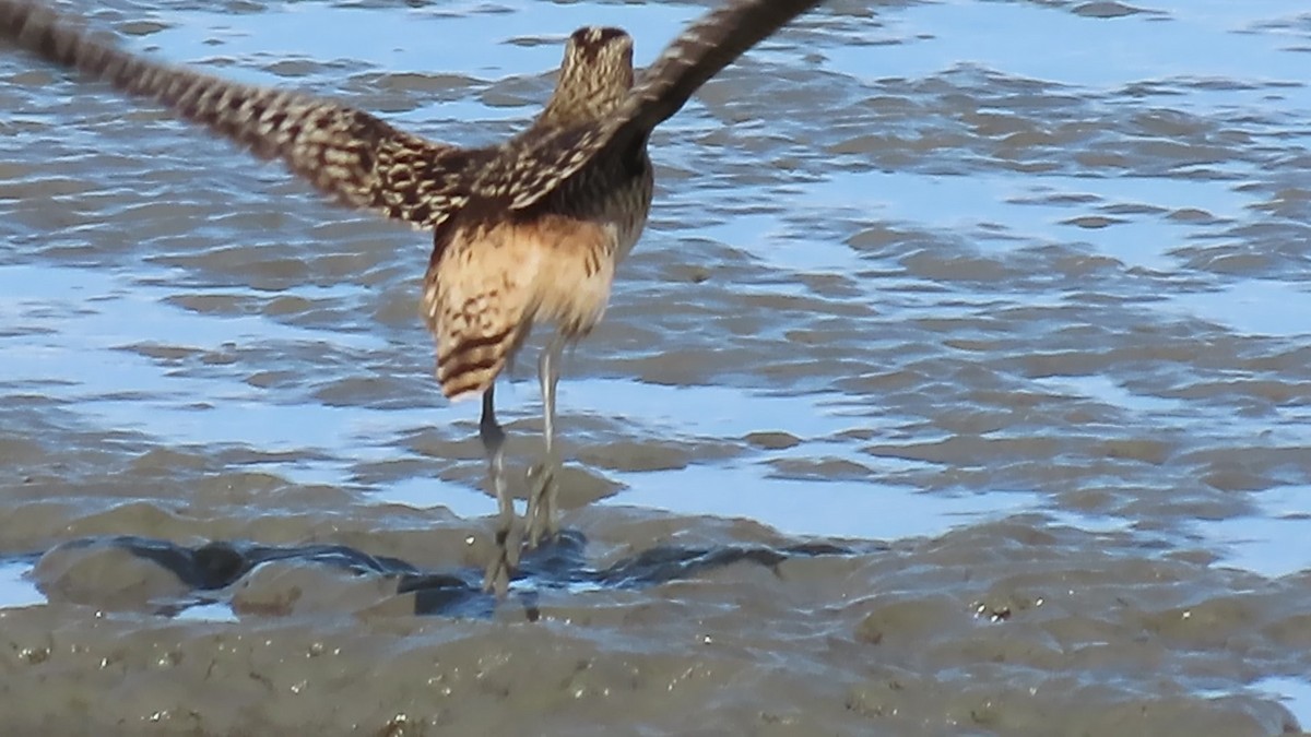 Bristle-thighed Curlew - ML619263009