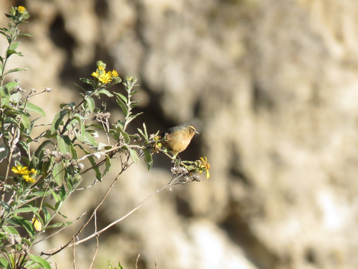 Cinereous Conebill - ML619263015