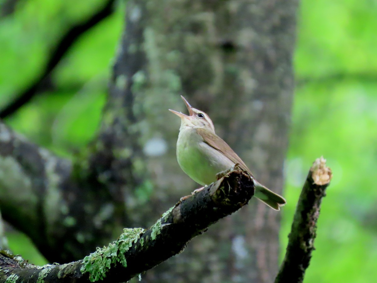 Swainson's Warbler - ML619263018