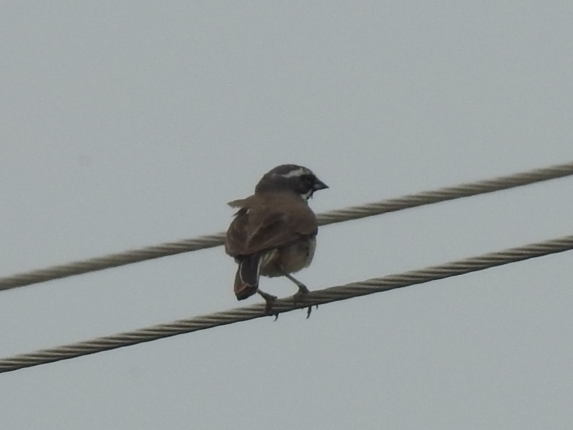Black-throated Sparrow - ML619263024